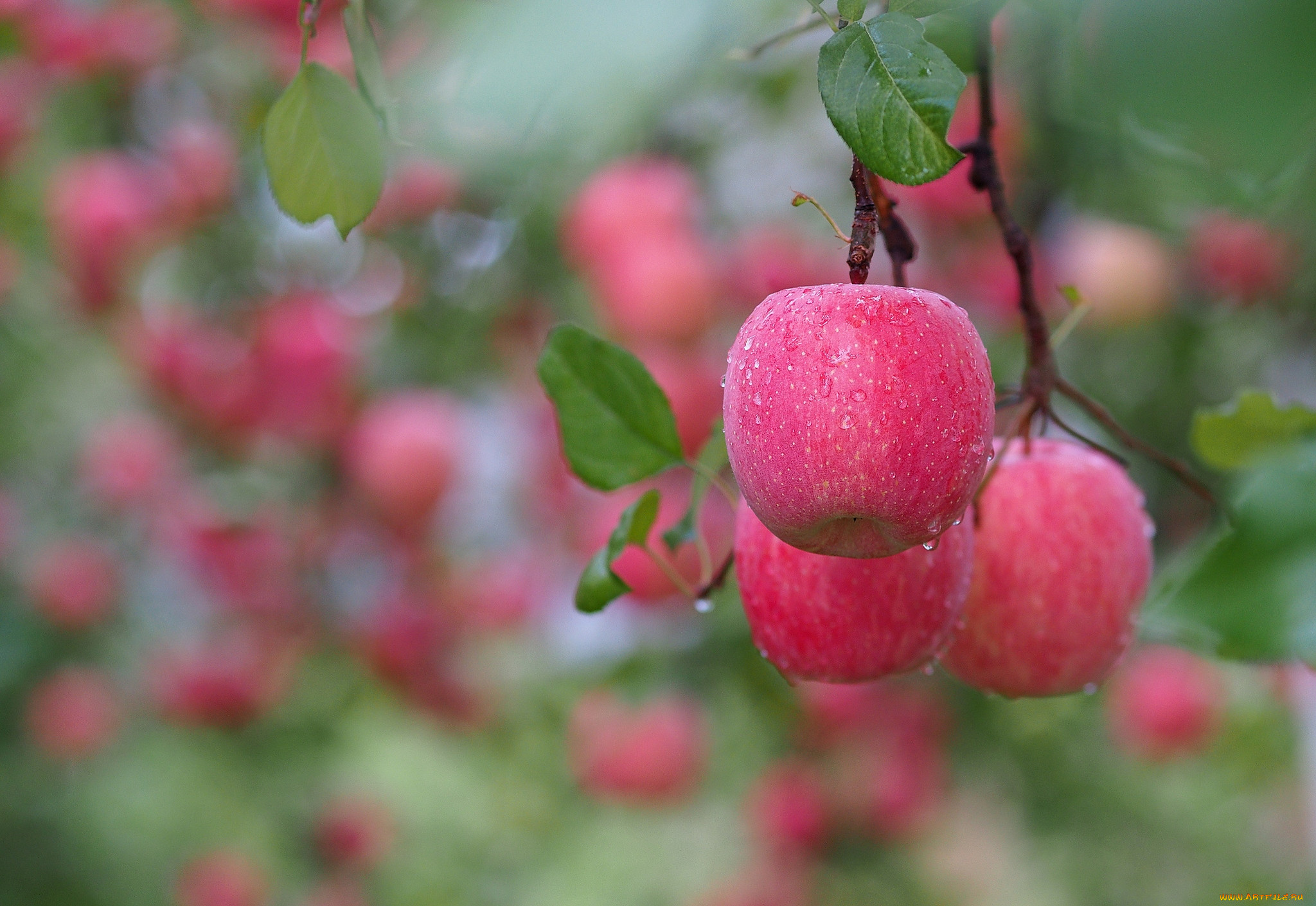 Яблоко плодовый. Яблоки на ветке. Розовое яблоко. Розовая яблоня. Яблоневый сад.